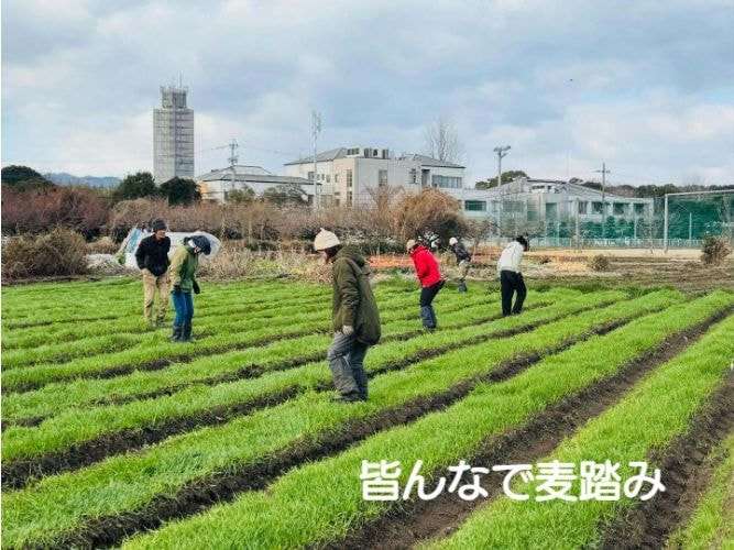 無肥料の自然栽培 野菜・米・麦・果物の生産農園