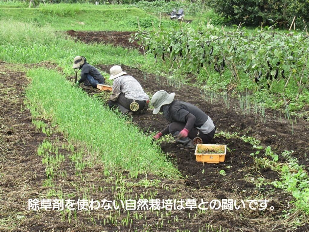 shizensaibai